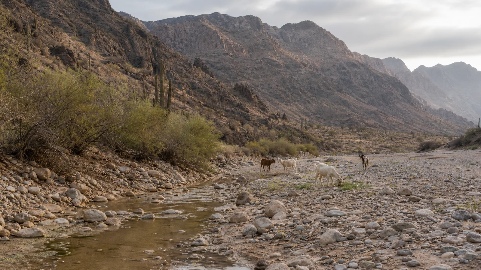 Goats graze beside fresh water and new vegetation in the Sierra de la Giganta after seasonal rain.